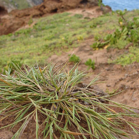 Panicum fauriei unspecified picture