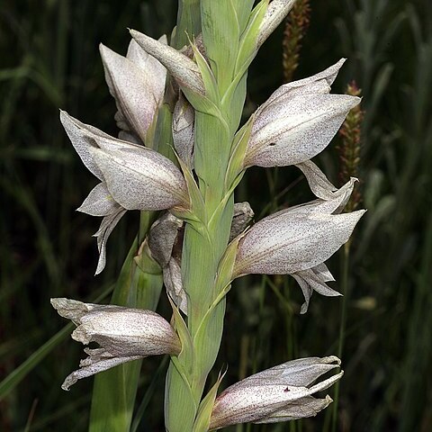 Gladiolus elliotii unspecified picture