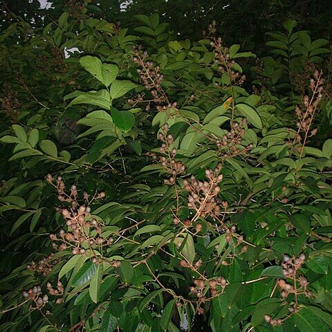 Lagerstroemia loudonii unspecified picture