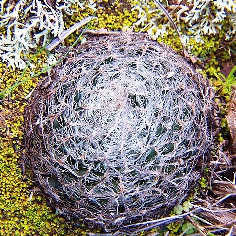 Haworthia arachnoidea unspecified picture