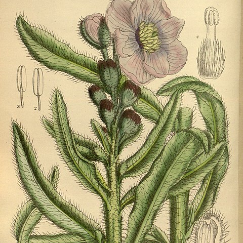 Meconopsis prattii unspecified picture