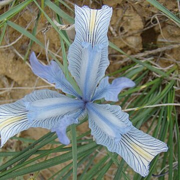 Iris tenuifolia unspecified picture