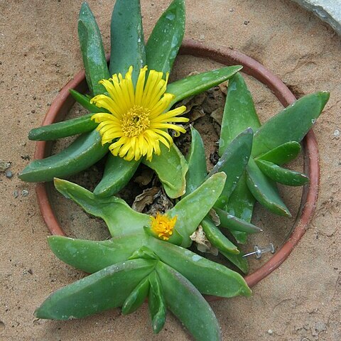 Glottiphyllum salmii unspecified picture