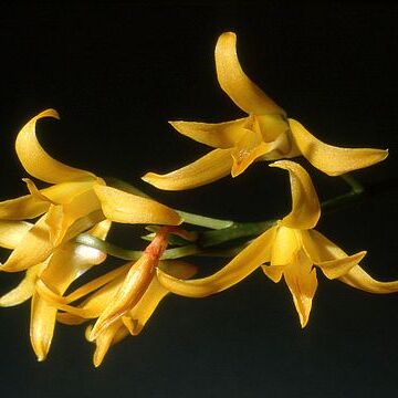 Bifrenaria aureofulva unspecified picture