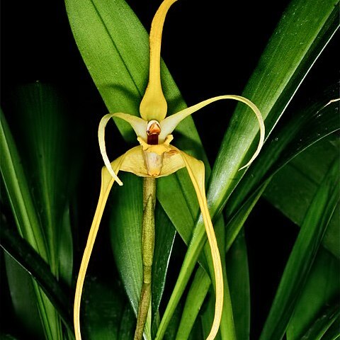 Maxillaria arachnites unspecified picture