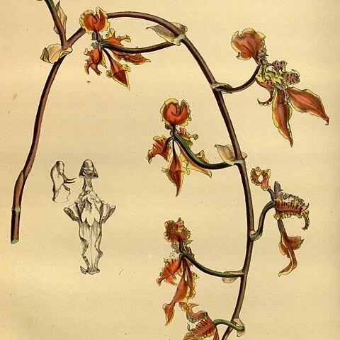 Cyrtochilum trilingue unspecified picture