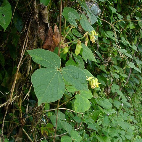 Rhynchosia acuminatifolia unspecified picture