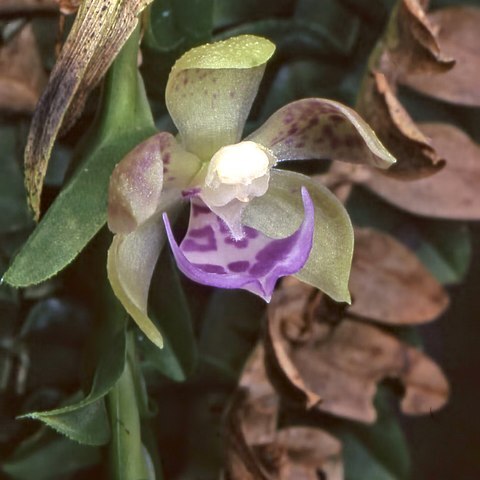 Dichaea camaridioides unspecified picture