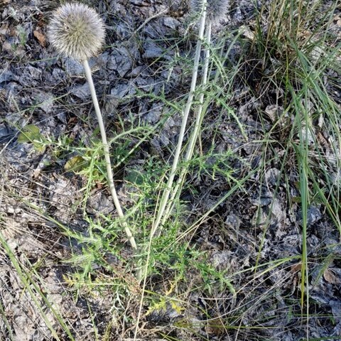 Echinops latifolius unspecified picture