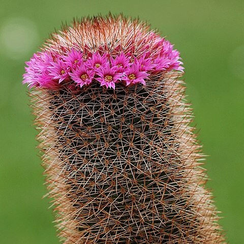 Mammillaria spinosissima subsp. spinosissima unspecified picture