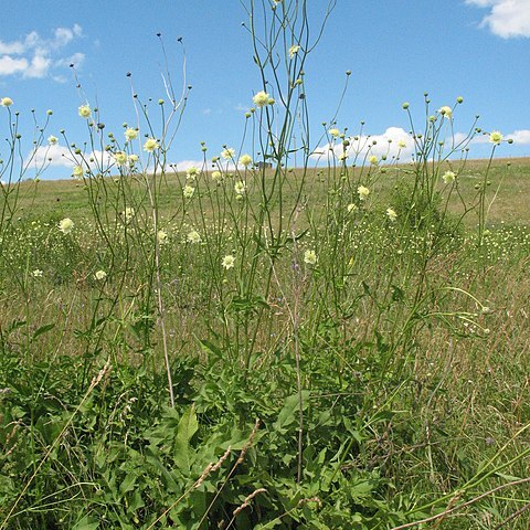 Cephalaria litvinovii unspecified picture