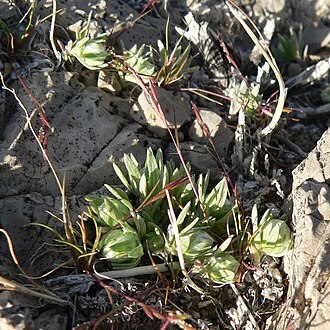 Stylocline micropoides unspecified picture