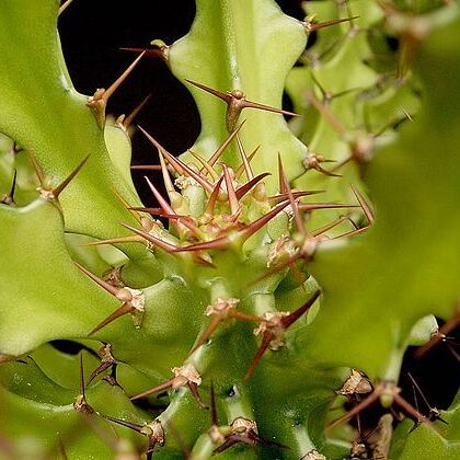 Euphorbia wakefieldii unspecified picture