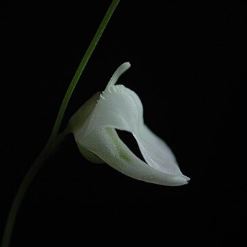 Utricularia livida unspecified picture