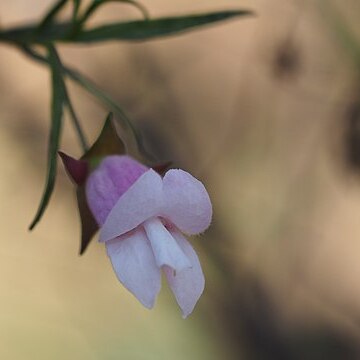 Eremophila granitica unspecified picture