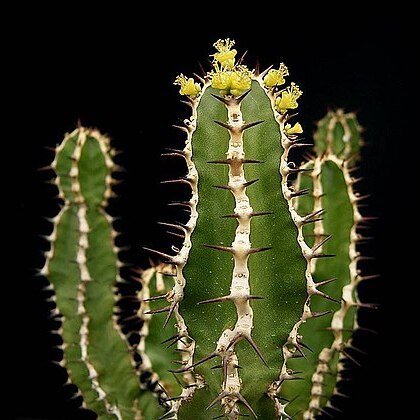 Euphorbia graniticola unspecified picture