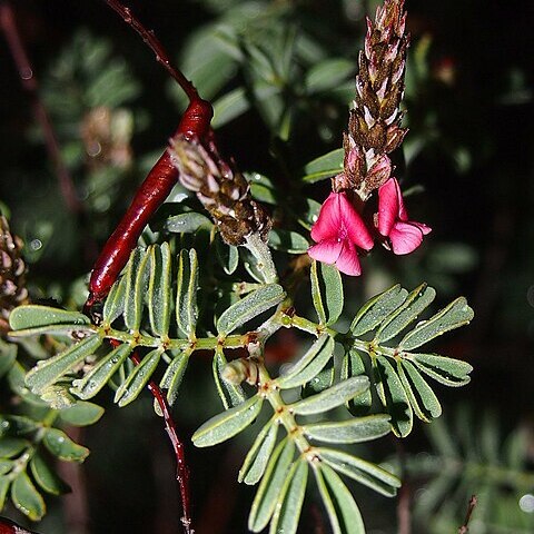 Indigofera basedowii unspecified picture