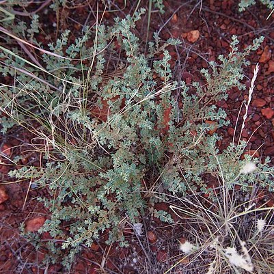 Euphorbia australis unspecified picture