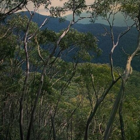 Eucalyptus baeuerlenii unspecified picture