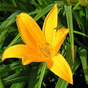 Hemerocallis middendorffii unspecified picture