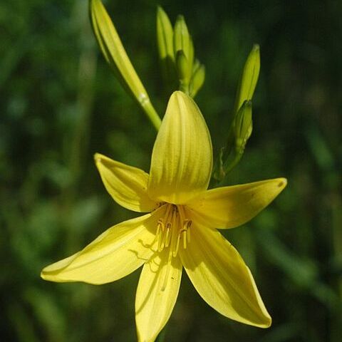 Hemerocallis unspecified picture