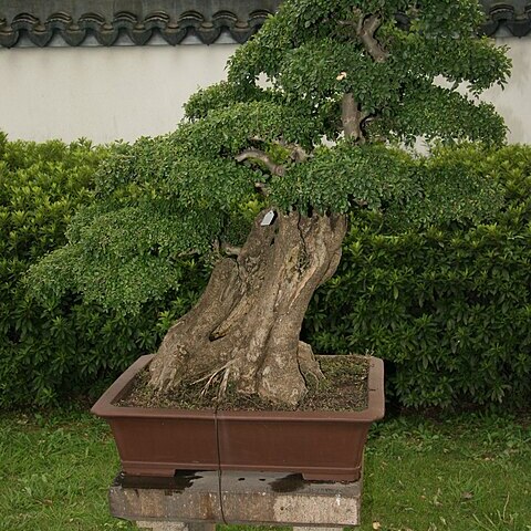 Fraxinus hubeiensis unspecified picture