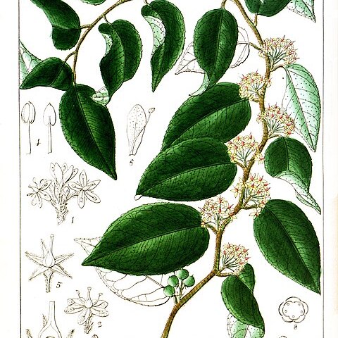 Embelia gardneriana unspecified picture