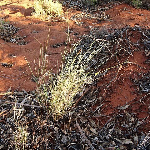 Enteropogon acicularis unspecified picture