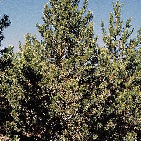 Pinus contorta var. latifolia unspecified picture