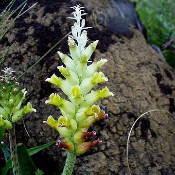 Lachenalia orchioides subsp. orchioides unspecified picture