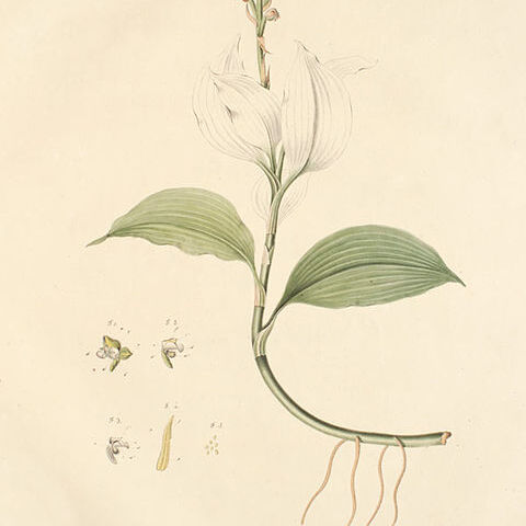 Orchipedum unspecified picture