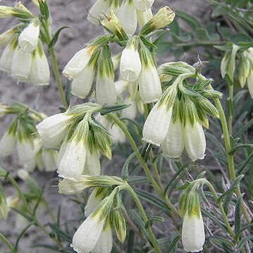 Onosma unspecified picture