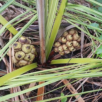 Attalea barreirensis unspecified picture