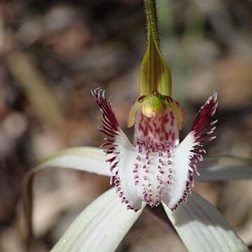 Caladenia longicauda subsp. australora unspecified picture