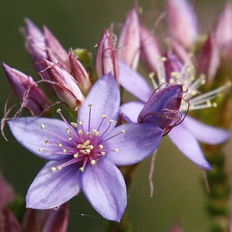 Calytrix sapphirina unspecified picture