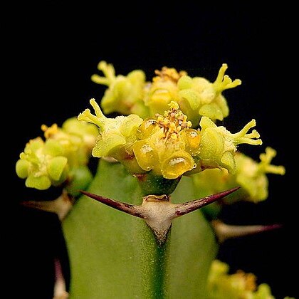 Euphorbia grandidens unspecified picture