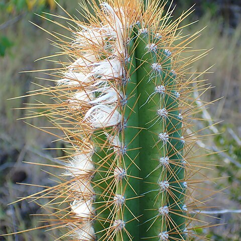 Pilosocereus curtisii unspecified picture