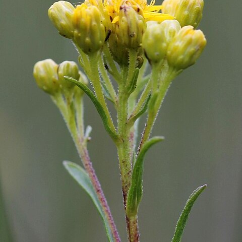 Solidago houghtonii unspecified picture