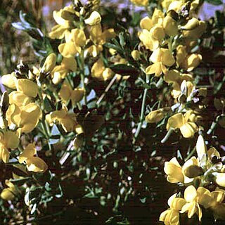 Thermopsis rhombifolia unspecified picture