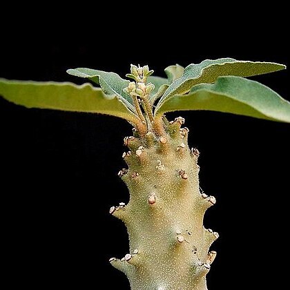 Euphorbia hadramautica unspecified picture