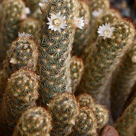 Mammillaria elongata subsp. elongata unspecified picture