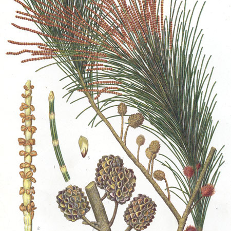 Allocasuarina littoralis unspecified picture