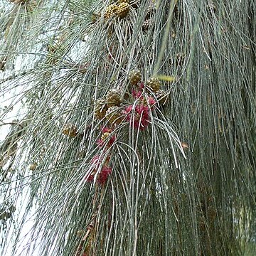 Casuarina unspecified picture