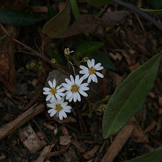 Olearia elliptica unspecified picture