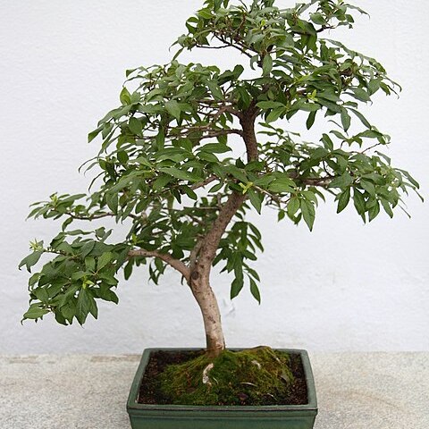 Diospyros rhombifolia unspecified picture