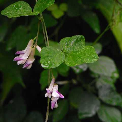 Amphicarpaea edgeworthii unspecified picture