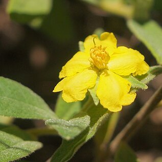 Hibbertia linearis unspecified picture