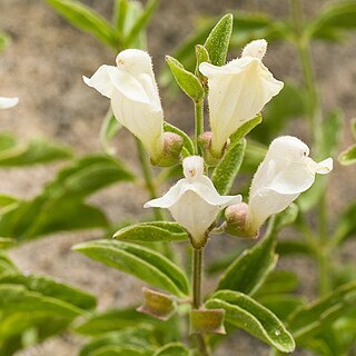 Scutellaria californica unspecified picture