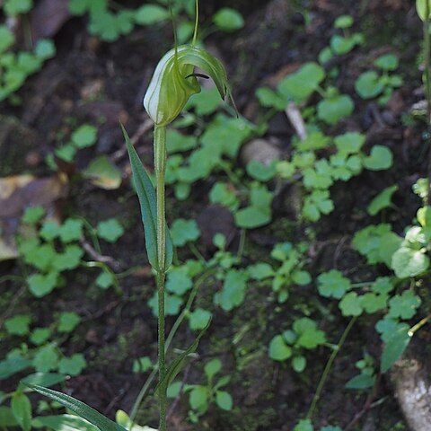 Pterostylis russellii unspecified picture