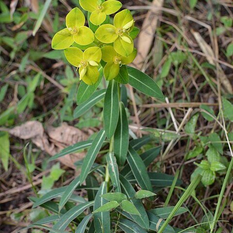 Euphorbia wallichii unspecified picture